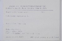 金狗毛蕨藏品圖，第2張