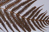 金狗毛蕨藏品圖，第3張