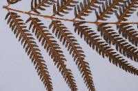 金狗毛蕨藏品圖，第4張