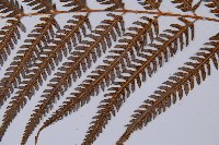 金狗毛蕨藏品圖，第5張