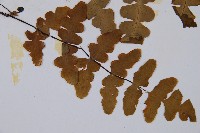 栗蕨藏品圖，第3張