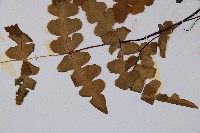 栗蕨藏品圖，第4張