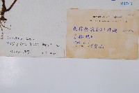 栗蕨藏品圖，第2張