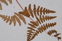 栗蕨藏品圖，第3張