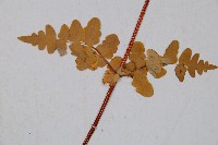 栗蕨藏品圖，第4張