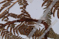 細葉複葉耳蕨藏品圖，第3張