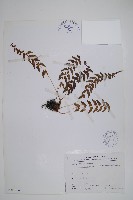 鋸齒葉鱗毛蕨藏品圖，第1張