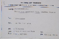 鋸齒葉鱗毛蕨藏品圖，第2張