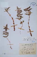 腺鱗毛蕨藏品圖，第1張