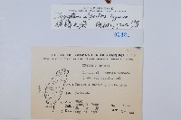 腺鱗毛蕨藏品圖，第2張