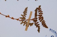 腺鱗毛蕨藏品圖，第3張
