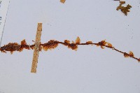 腺鱗毛蕨藏品圖，第4張