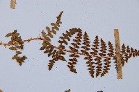 腺鱗毛蕨藏品圖，第5張