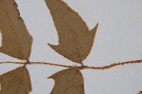 細齒貫眾蕨藏品圖，第3張