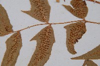 細齒貫眾蕨藏品圖，第4張