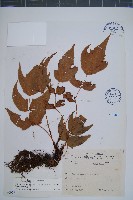 細齒貫眾蕨藏品圖，第1張