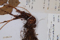 細齒貫眾蕨藏品圖，第3張