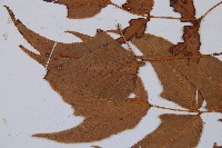 細齒貫眾蕨藏品圖，第5張