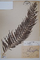 臺灣金狗毛蕨藏品圖，第1張