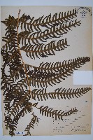 栗蕨藏品圖，第1張