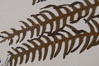 栗蕨藏品圖，第3張