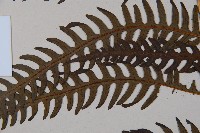 栗蕨藏品圖，第4張