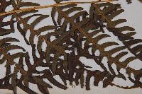 栗蕨藏品圖，第5張