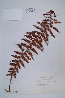 巒大蕨藏品圖，第1張