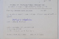 巒大蕨藏品圖，第2張