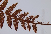 巒大蕨藏品圖，第3張