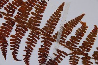 巒大蕨藏品圖，第4張