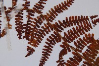 巒大蕨藏品圖，第5張