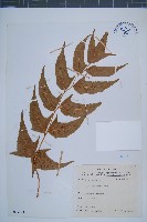 細齒貫眾蕨藏品圖，第1張