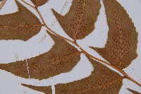 細齒貫眾蕨藏品圖，第4張