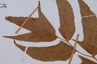 細齒貫眾蕨藏品圖，第5張