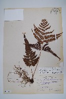 南海鱗毛蕨藏品圖，第1張