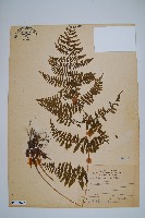 柄囊蕨藏品圖，第1張