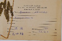 柄囊蕨藏品圖，第2張