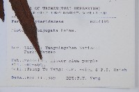 雙扇蕨藏品圖，第2張