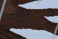 雙扇蕨藏品圖，第3張