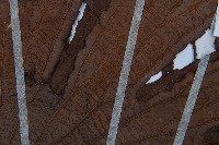 雙扇蕨藏品圖，第4張