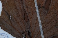 雙扇蕨藏品圖，第5張