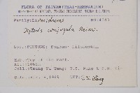 雙扇蕨藏品圖，第2張