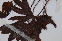 雙扇蕨藏品圖，第4張