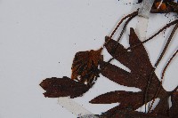 雙扇蕨藏品圖，第5張