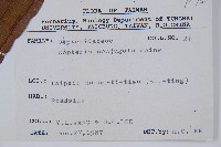 雙扇蕨藏品圖，第2張