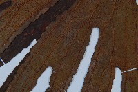 雙扇蕨藏品圖，第3張