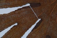 雙扇蕨藏品圖，第4張