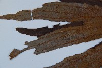 雙扇蕨藏品圖，第5張