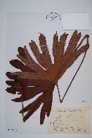 雙扇蕨藏品圖，第1張